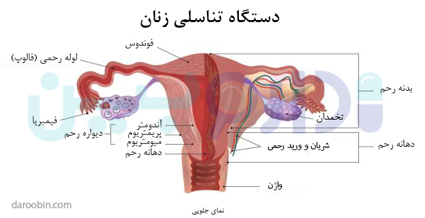 بیماری های رحم