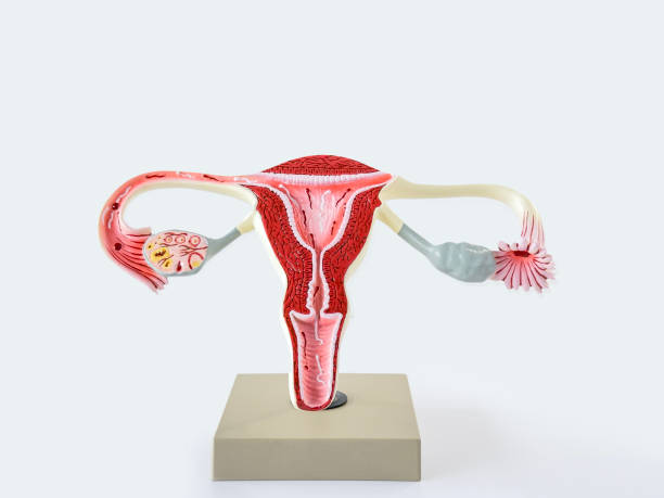 آناتومی واژن زنان