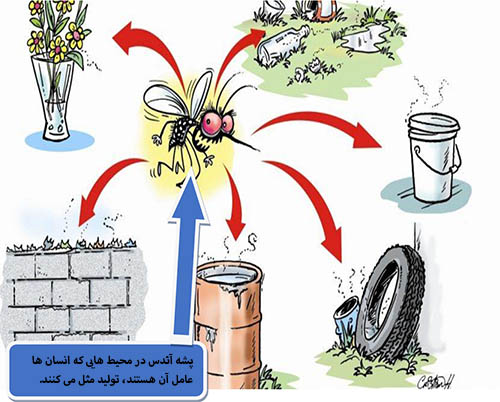 راه های پیشگیری از تب دنگی